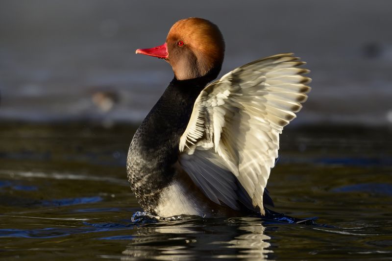 Красноносый нырок фото превью