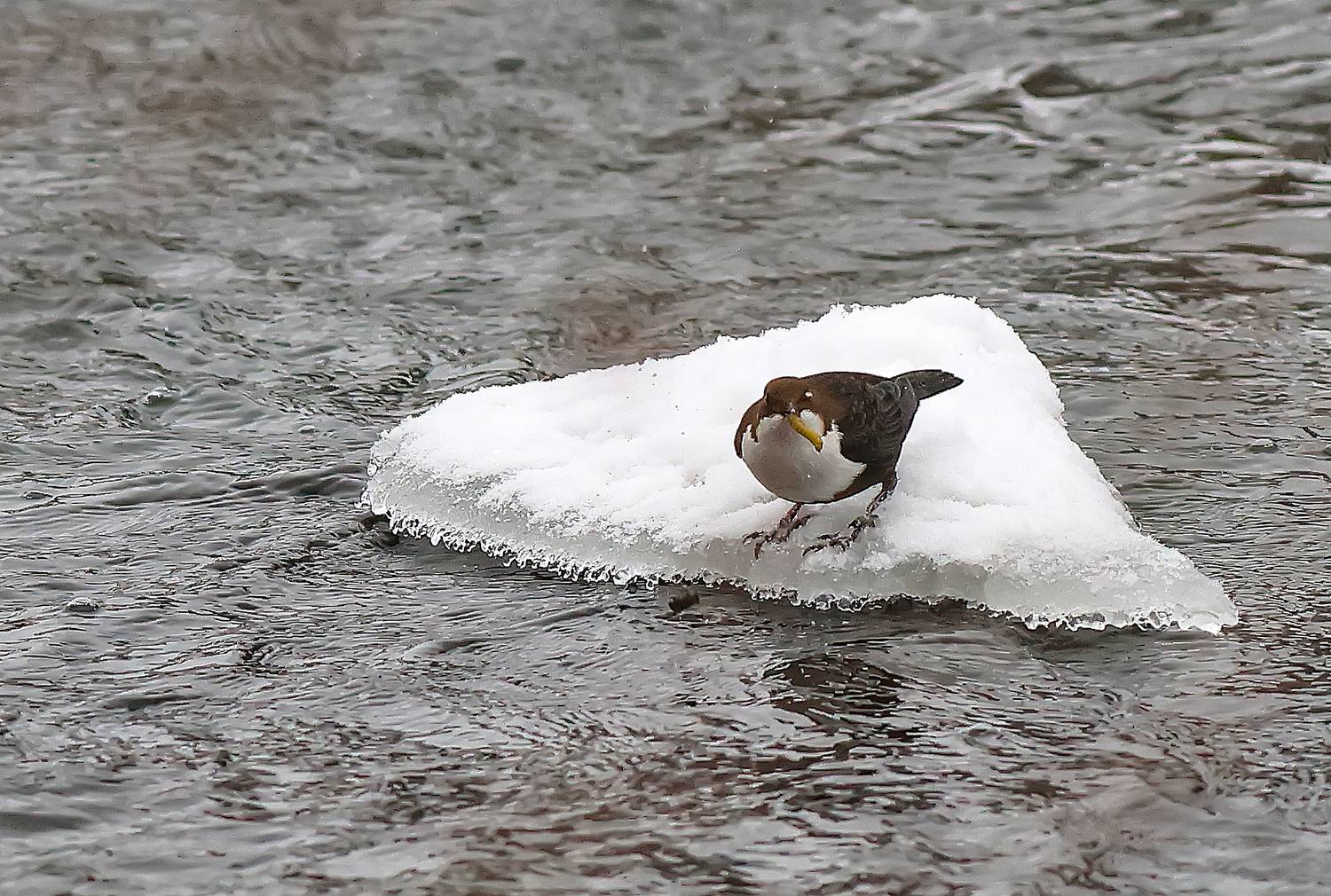 зима, птицы, оляпка, ручейник, река, Широких Александр