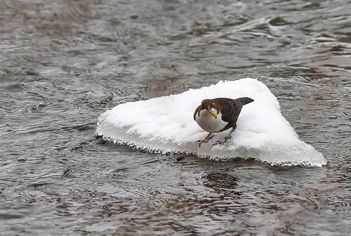 Оляпка поймала ручейника