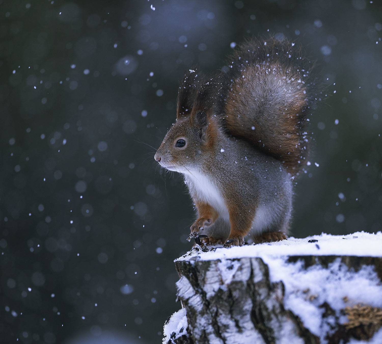 белка,снежинки,лес,природа, squirrel, beautiful, forest, nature, Стукалова Юлия