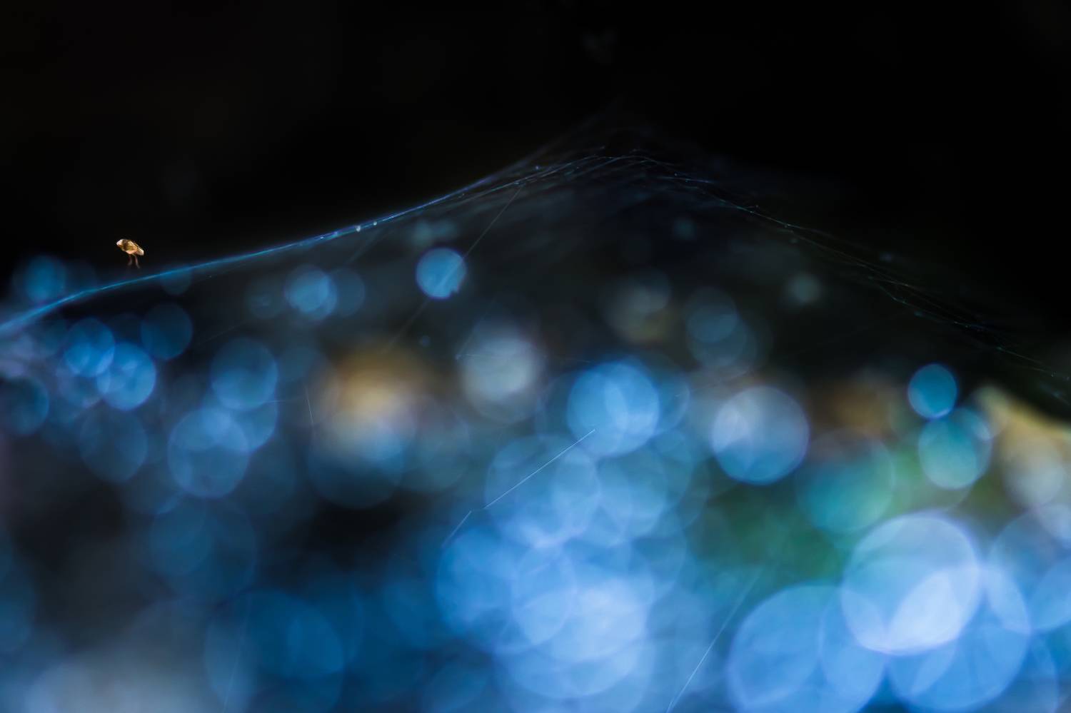 , Соварцева Ксения