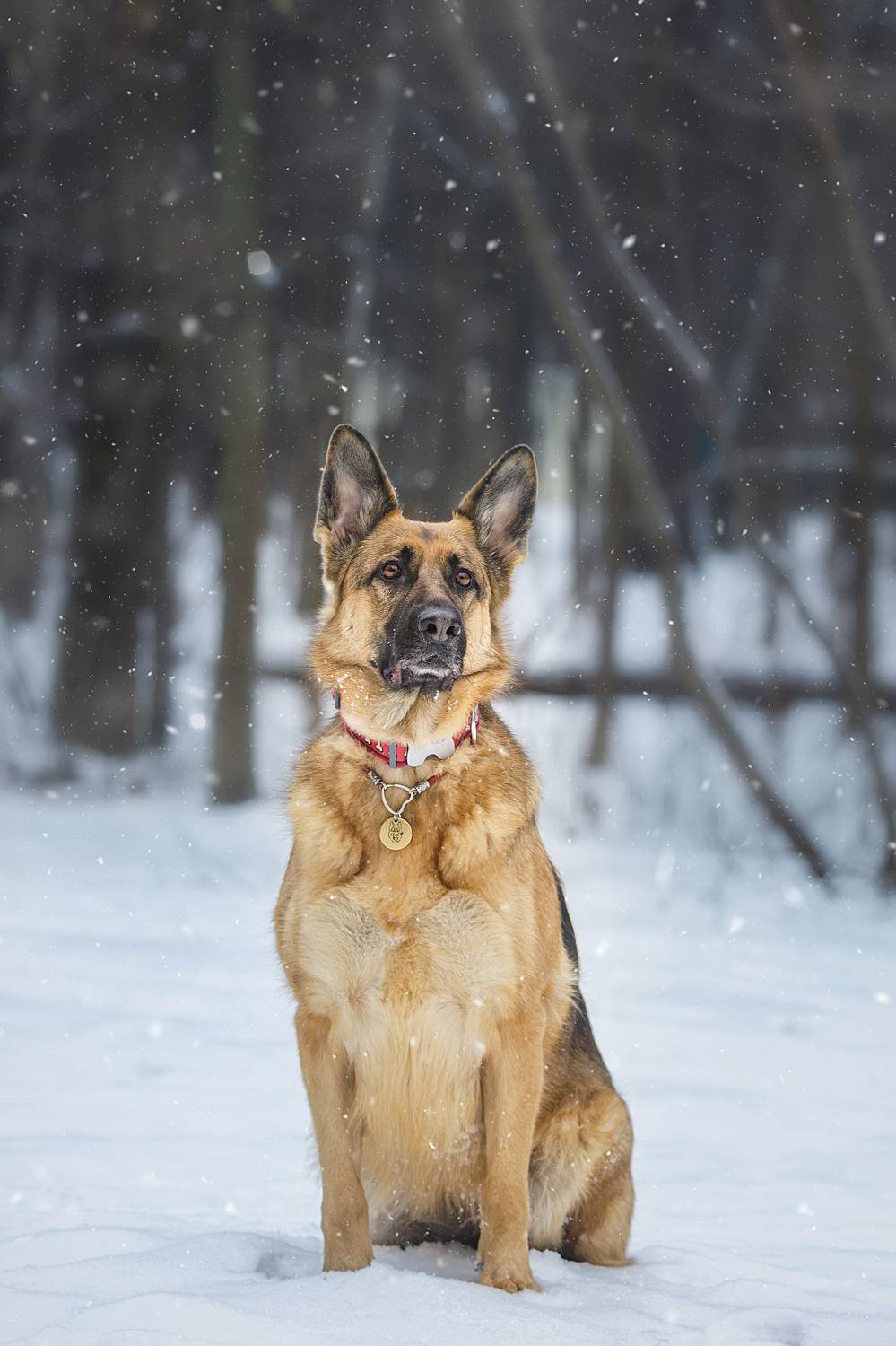 , Корнеев Алексей