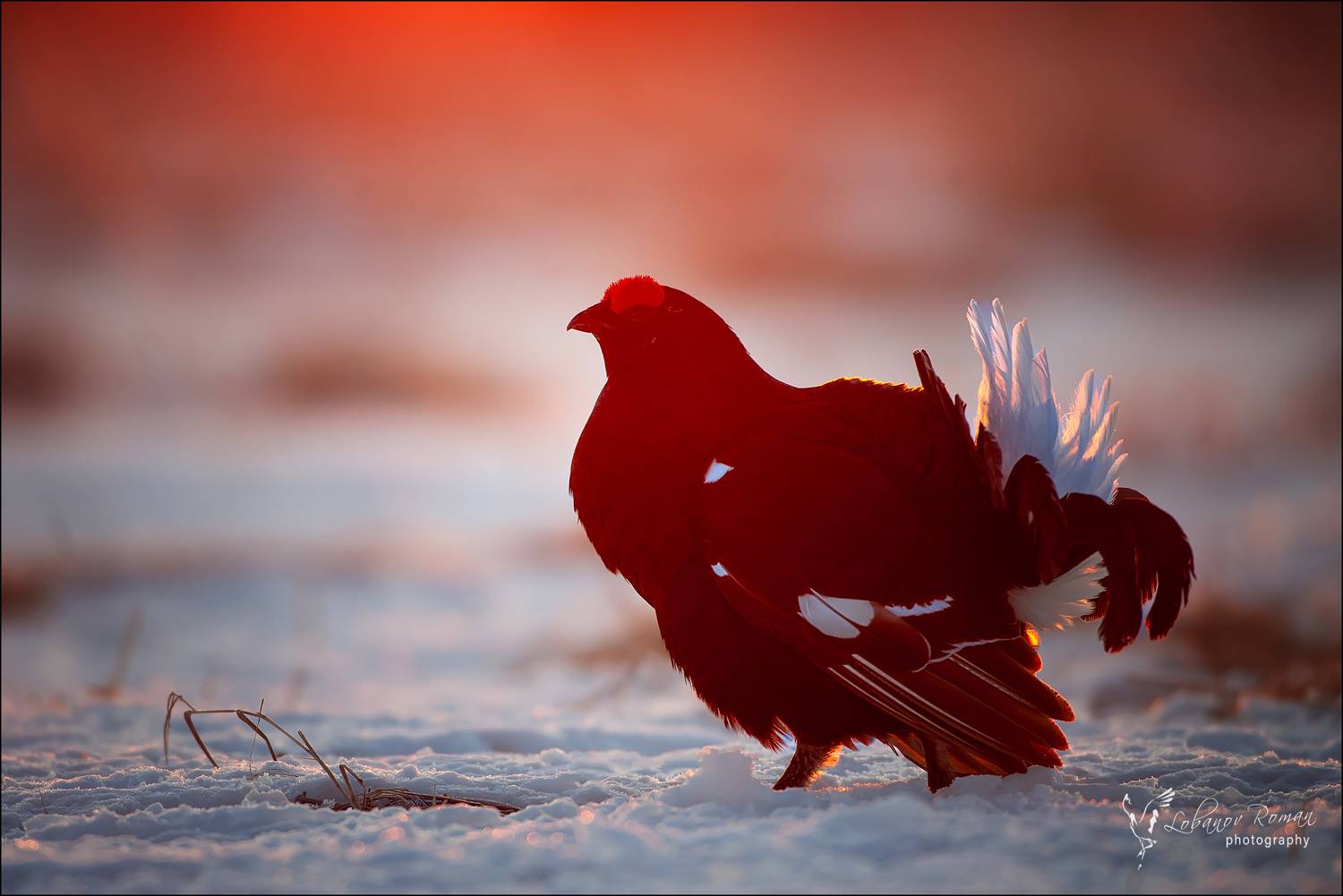 , Лобанов Роман