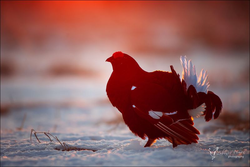 В лучах восходящего солнца ...  фото превью