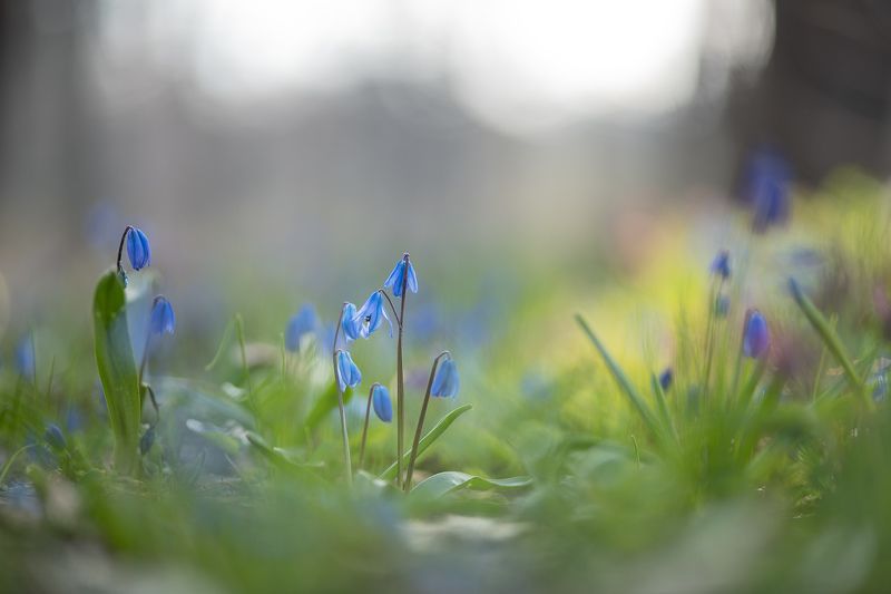 пролеска, первоцвет, апрель, весна, свет, цвет, россия, воронеж, геннадий мещеряков, nikon d 850, carl zeiss makro-planar t* 100mm f/2 zf.2 Нежное, весеннее... фото превью