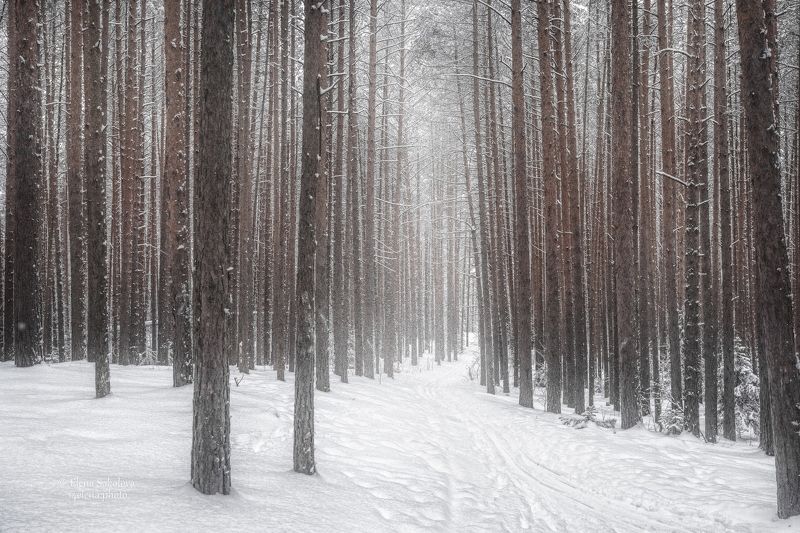 лес, зима, сосны, снег, бор Сосновый бор фото превью