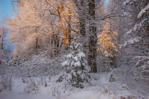 Утренняя сказка