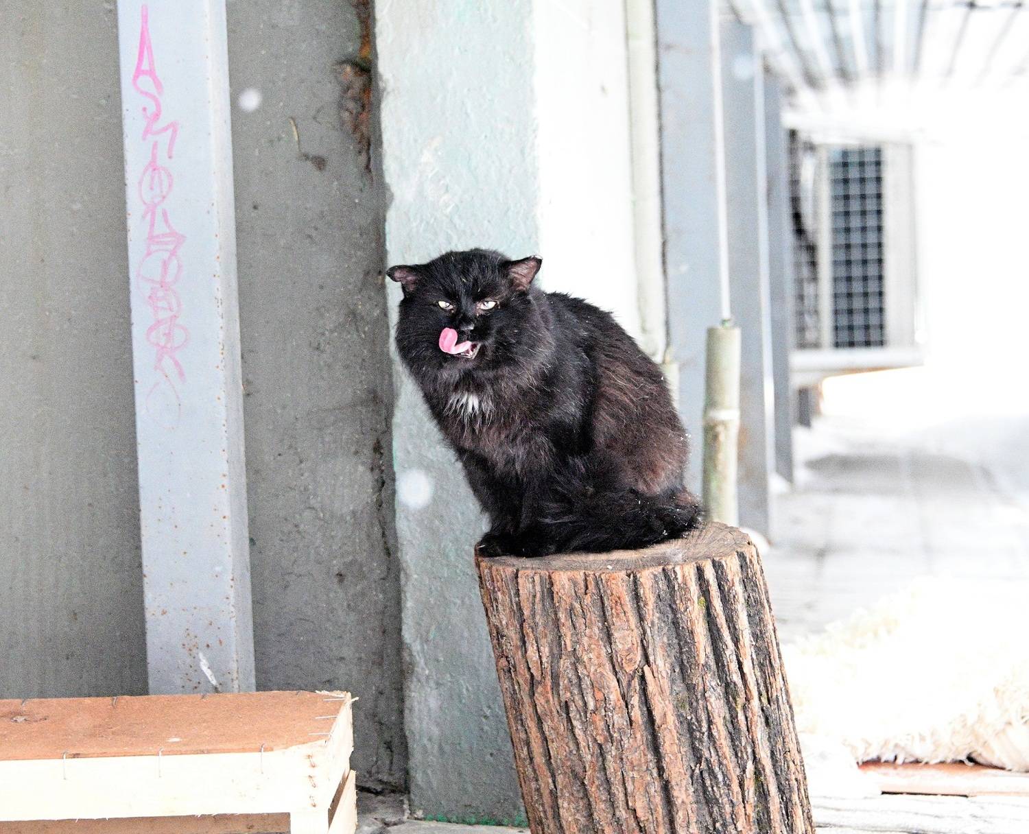 , Меднов Влад