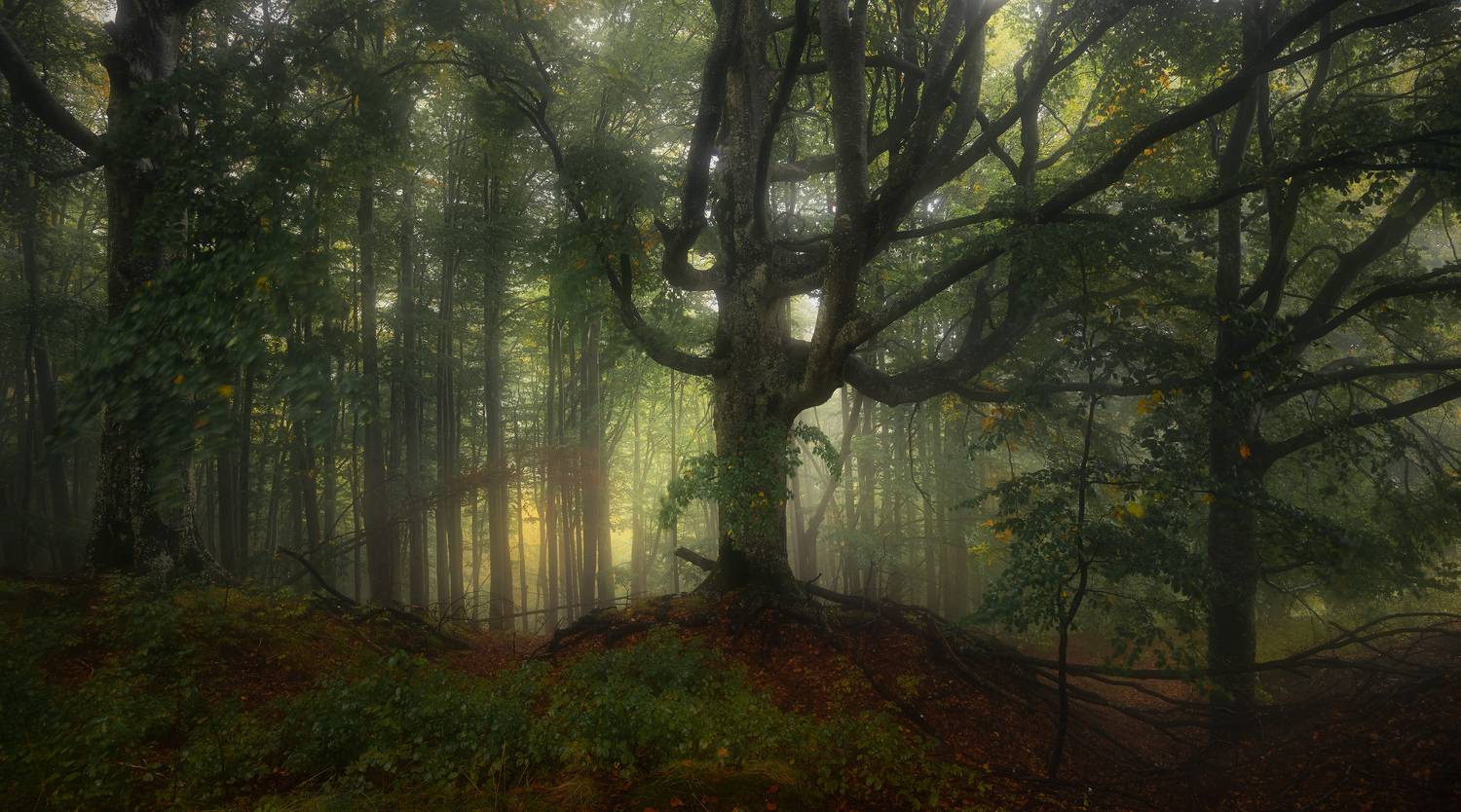 , Szabo Zsolt Andras