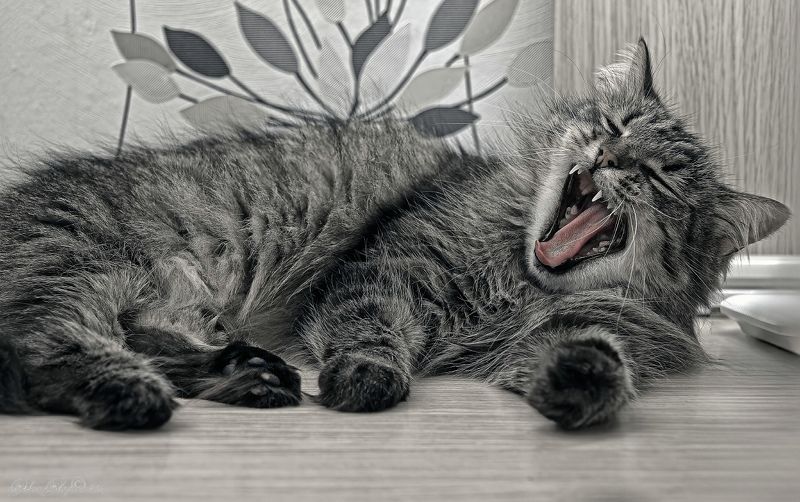 Зява зява... фото превью