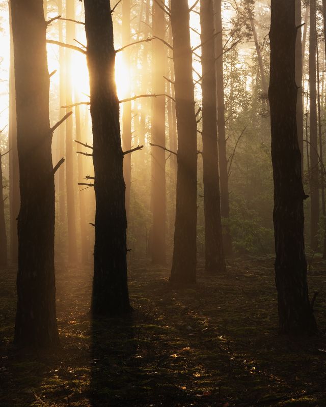 В лесу солнце фото превью
