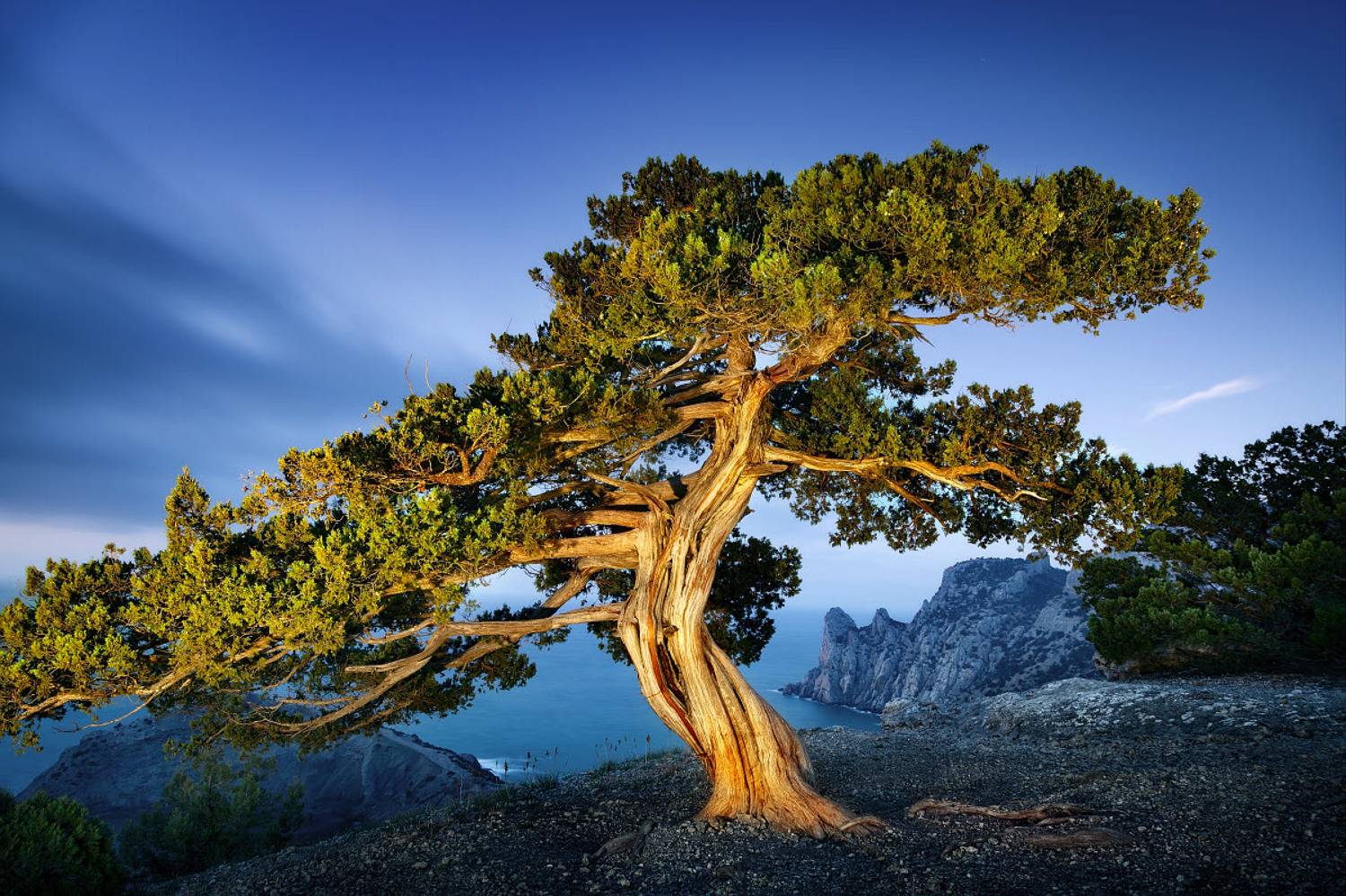 крым, новый свет, ночь, море, горы, дерево, пейзаж, природа, crimea, landscape, судак, светопись тьмы, Пучков Алексей