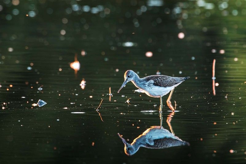 Большой улит фото превью