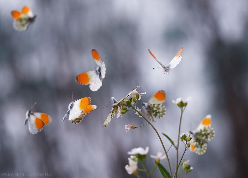 фото превью