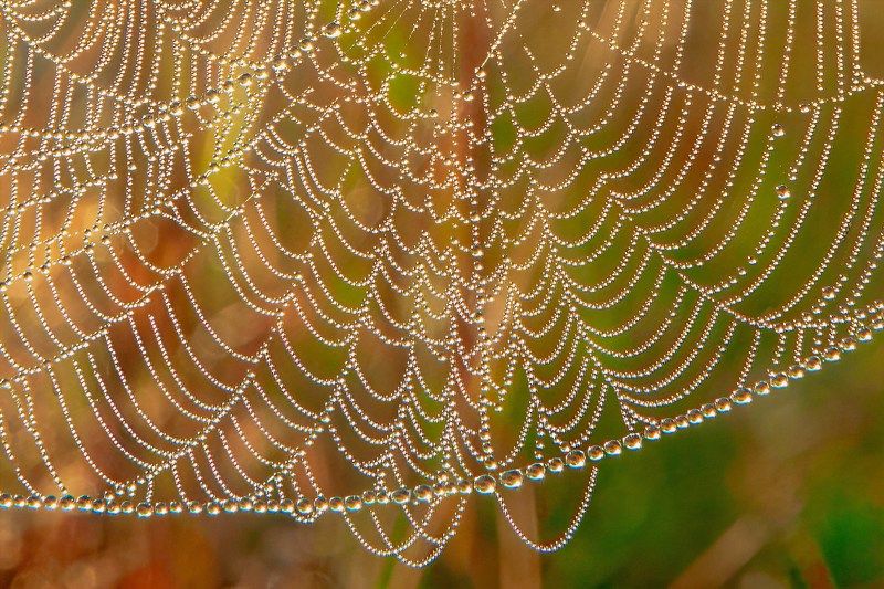 Солнечная роса фото превью