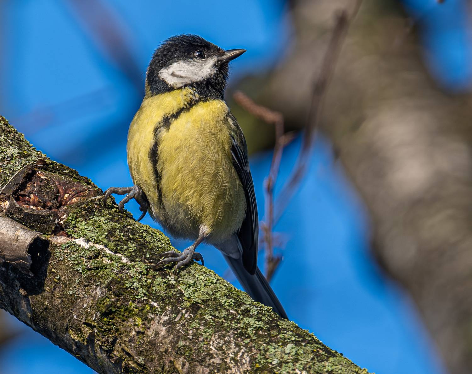 , Курлянцев Алексей