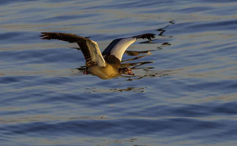 Нильский гусь. фото превью