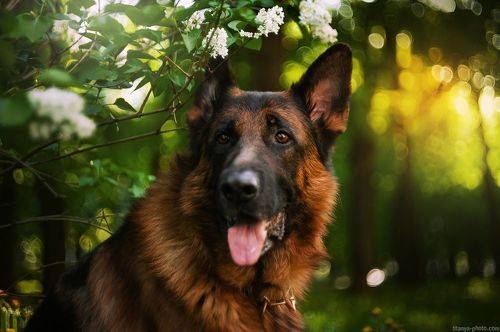 Портрет Алекса