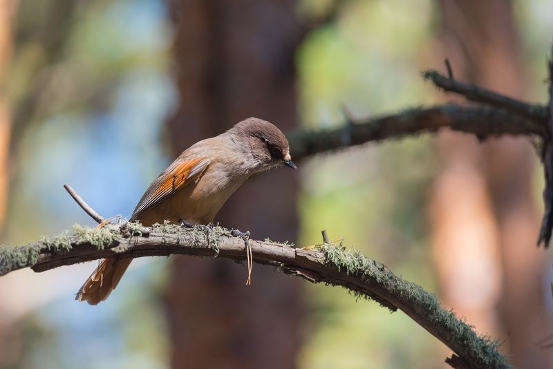 кукша, ронжа, птица, птицы, лес, бор Кукша в бору фото превью