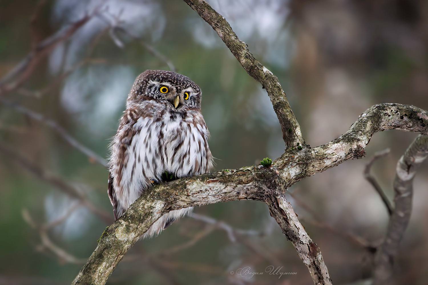воробьиный сычик, Шульгин Вадим