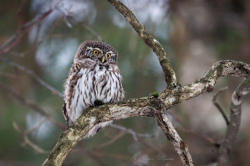 Грозный комочек