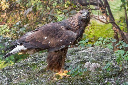 Орлан белохвостый