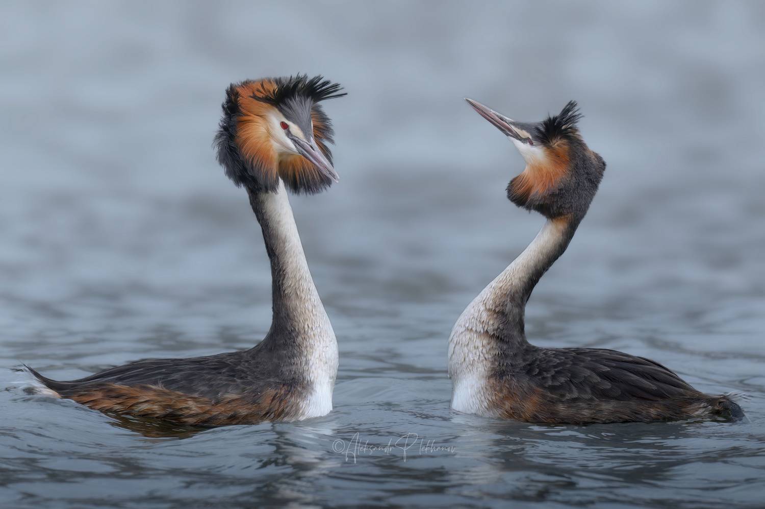 , Плеханов Александр