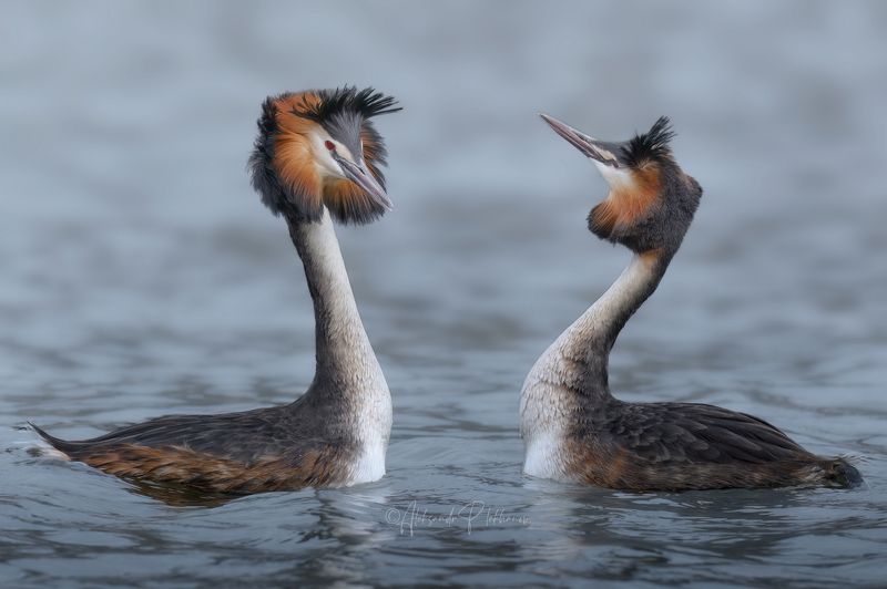 Танец фото превью