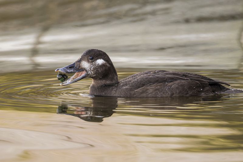 турпан, утка, нева, спб, петербург Турпан на Неве в центре СПб фото превью