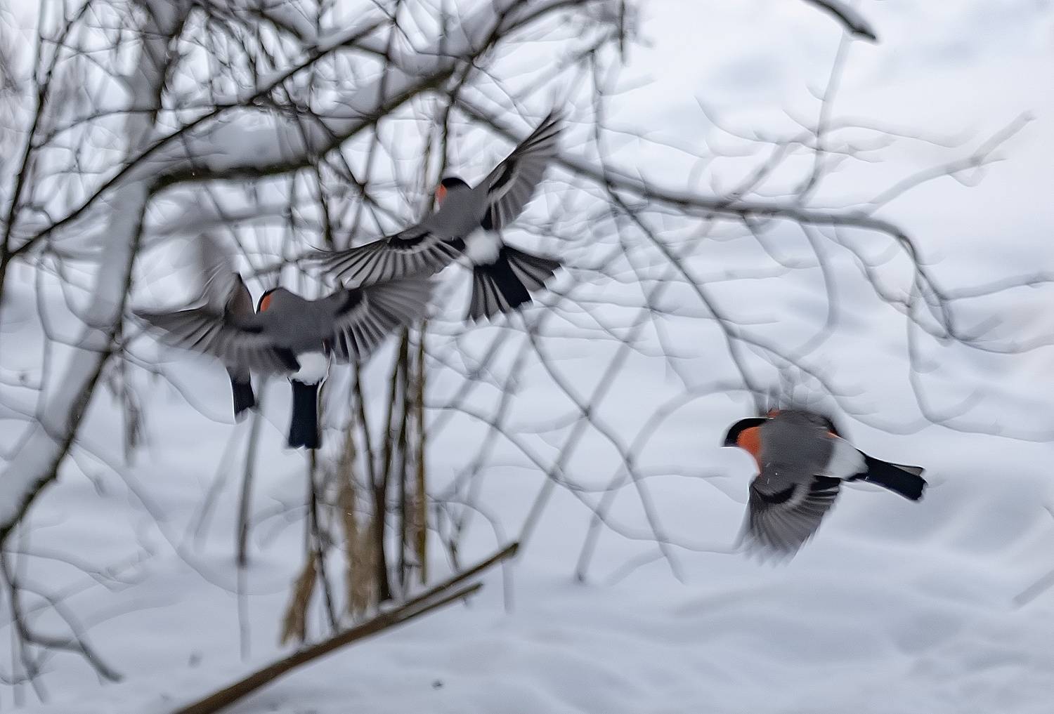 птицы, зима, снегири, бой, лес, Широких Александр