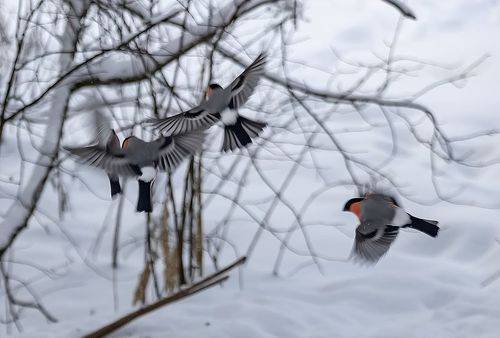 Воздушный бой красногрудых