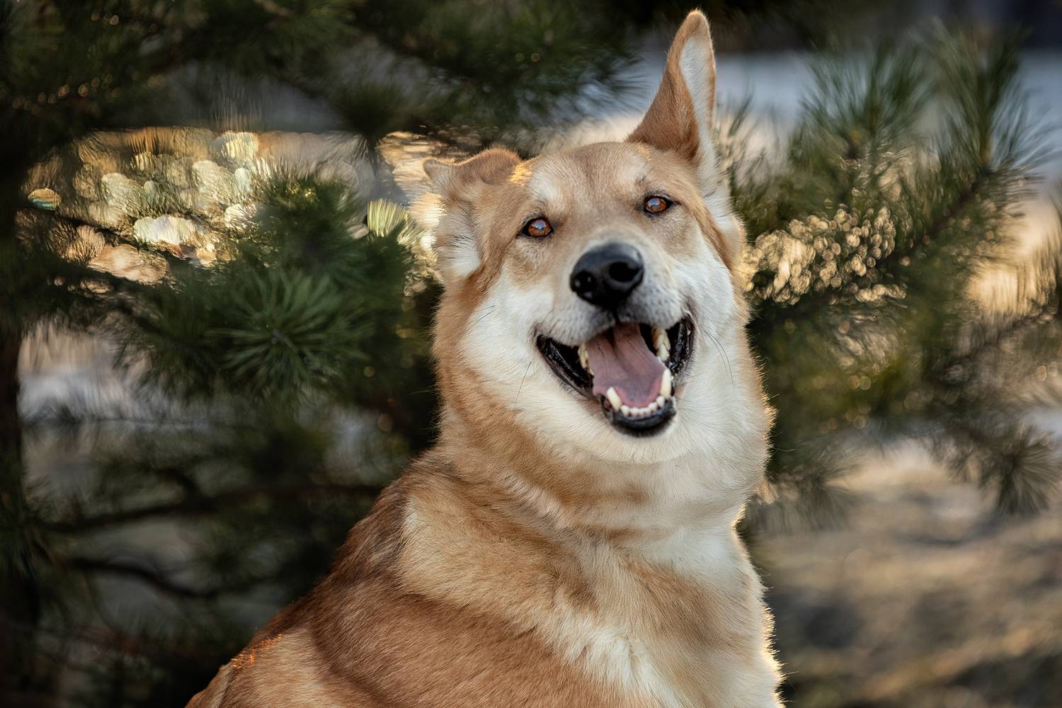 , Самусенкова Елена