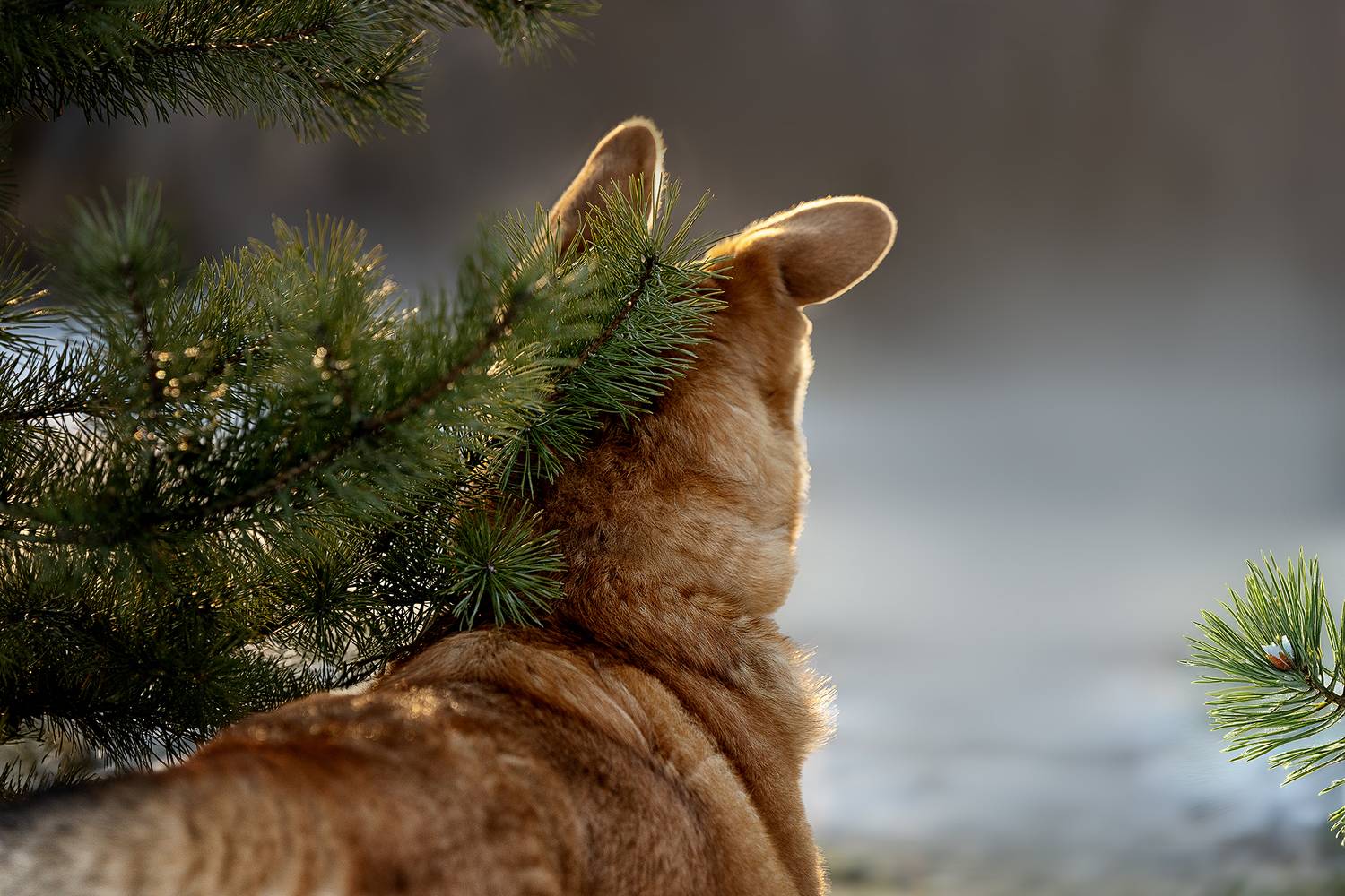 , Самусенкова Елена