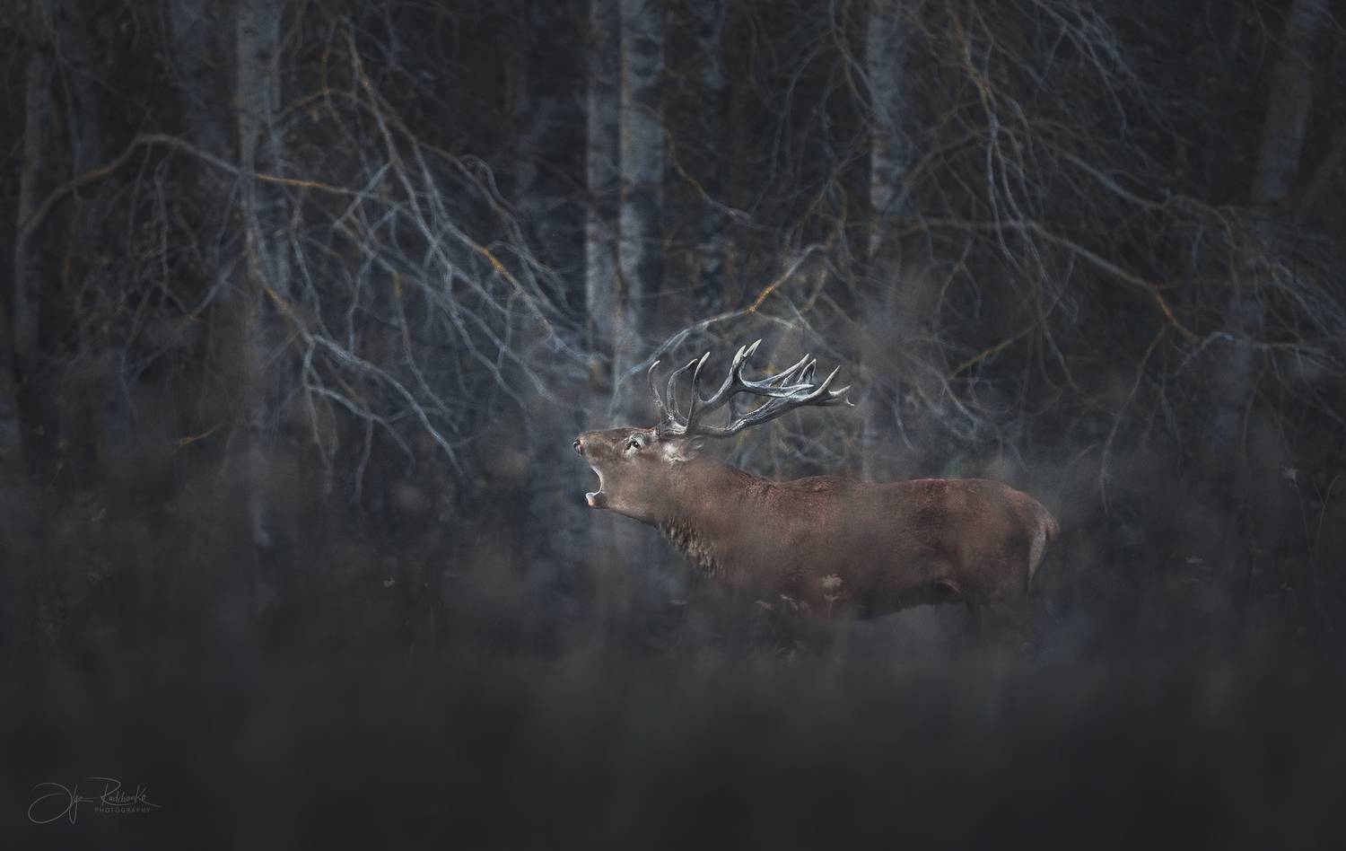 , Рудченко Ольга