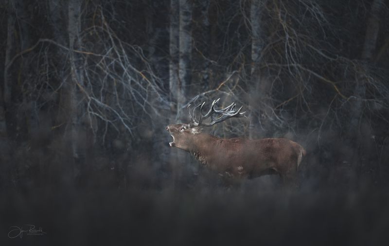 Хозяин сумеречных теней фото превью