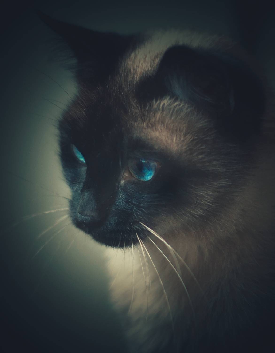 , Юлияна Стоянова