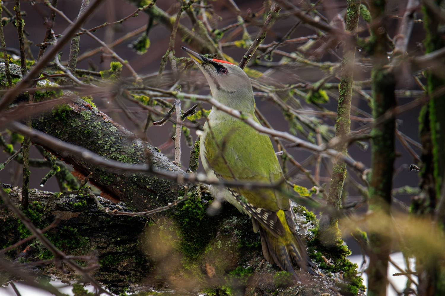 , Морозов Сергей