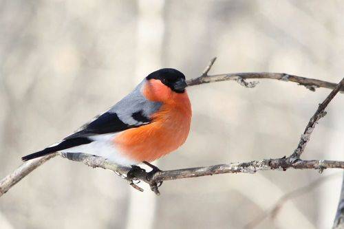 Зимнее красно солнышко