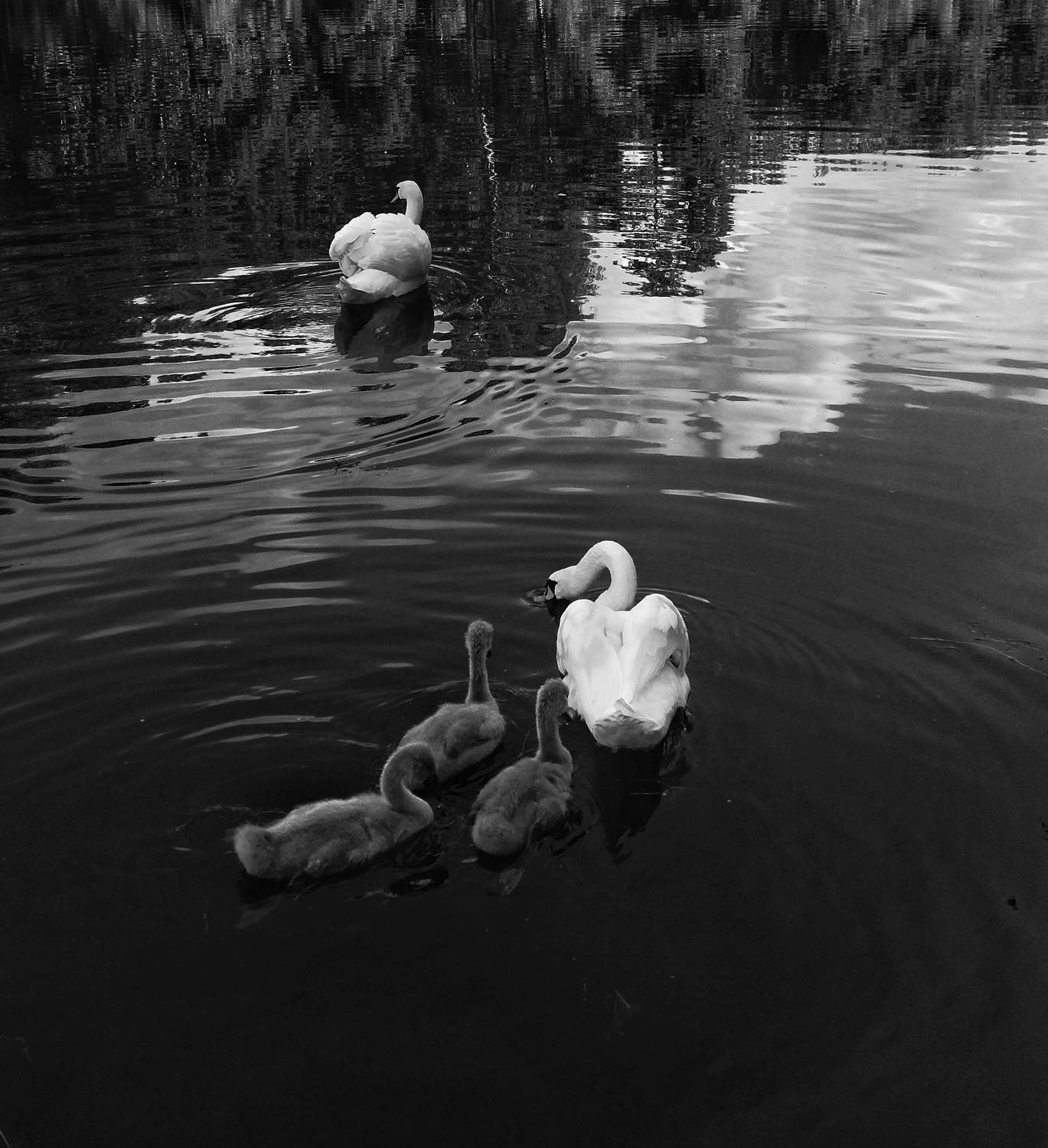 лебеди, природа, животные, птицы, YULYA ROMANOVA