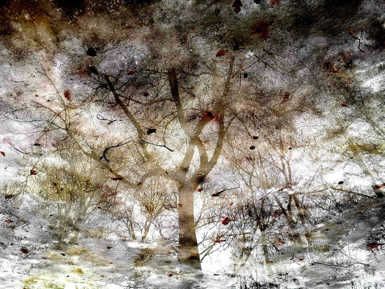 , Антон Лаба