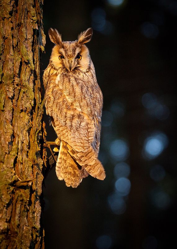 Ушастая сова фото превью
