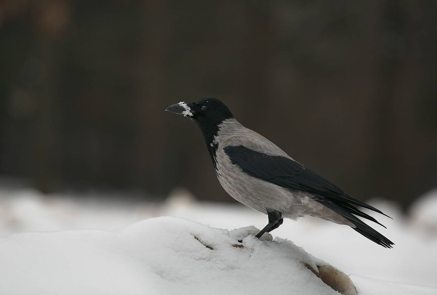 зима, птицы, Vera Trandina