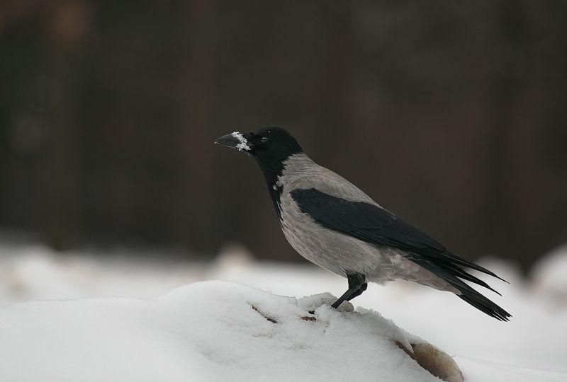 зима, птицы  фото превью