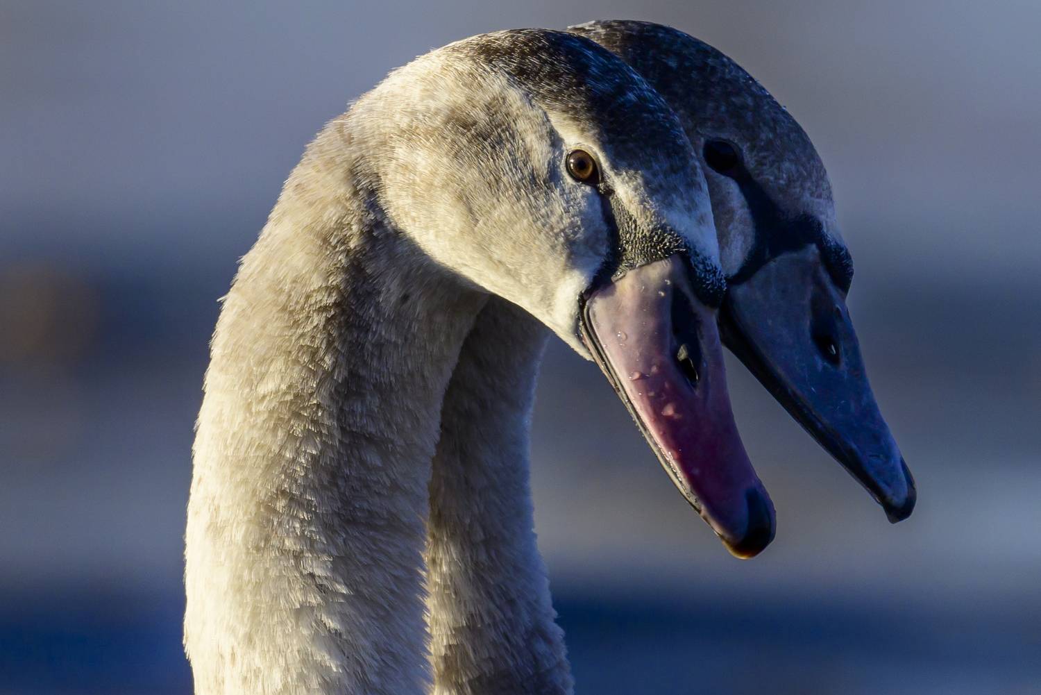 , Пупонин Сергей