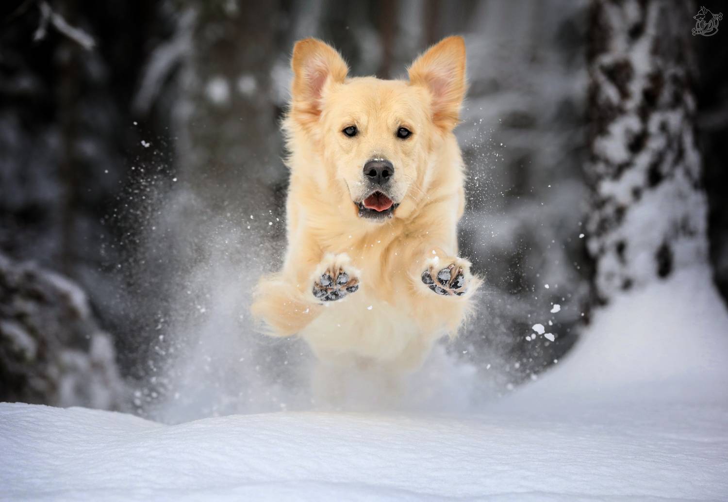 , Андрей Ершов