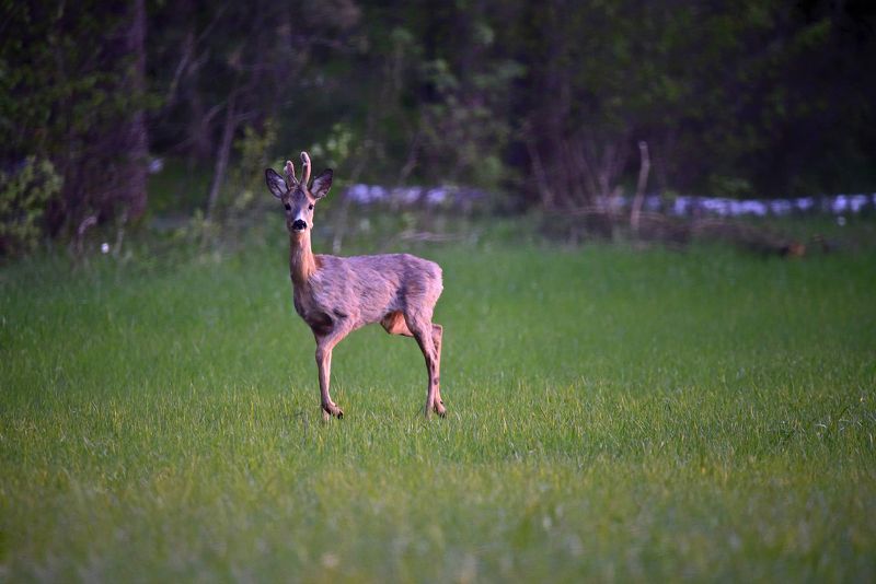 Не ждали фото превью