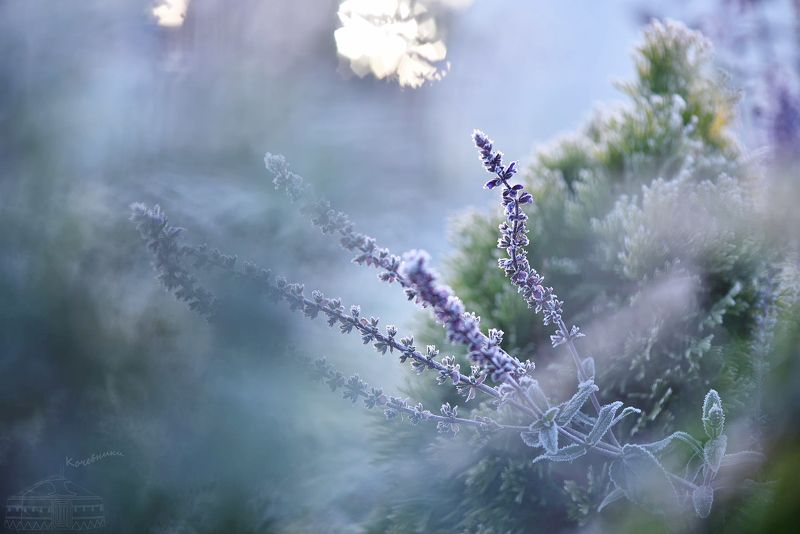 Цветы и иней фото превью