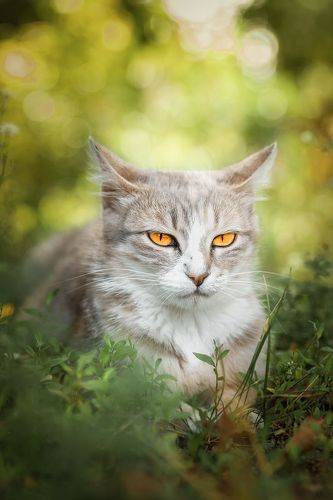 Кошка