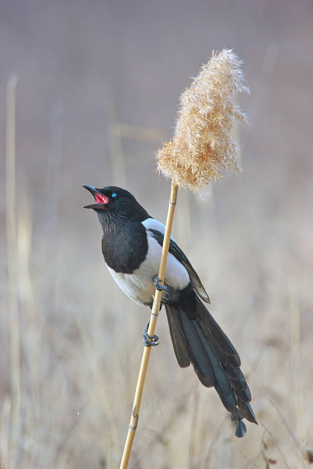 pica pica, сорока,, sergey izoya