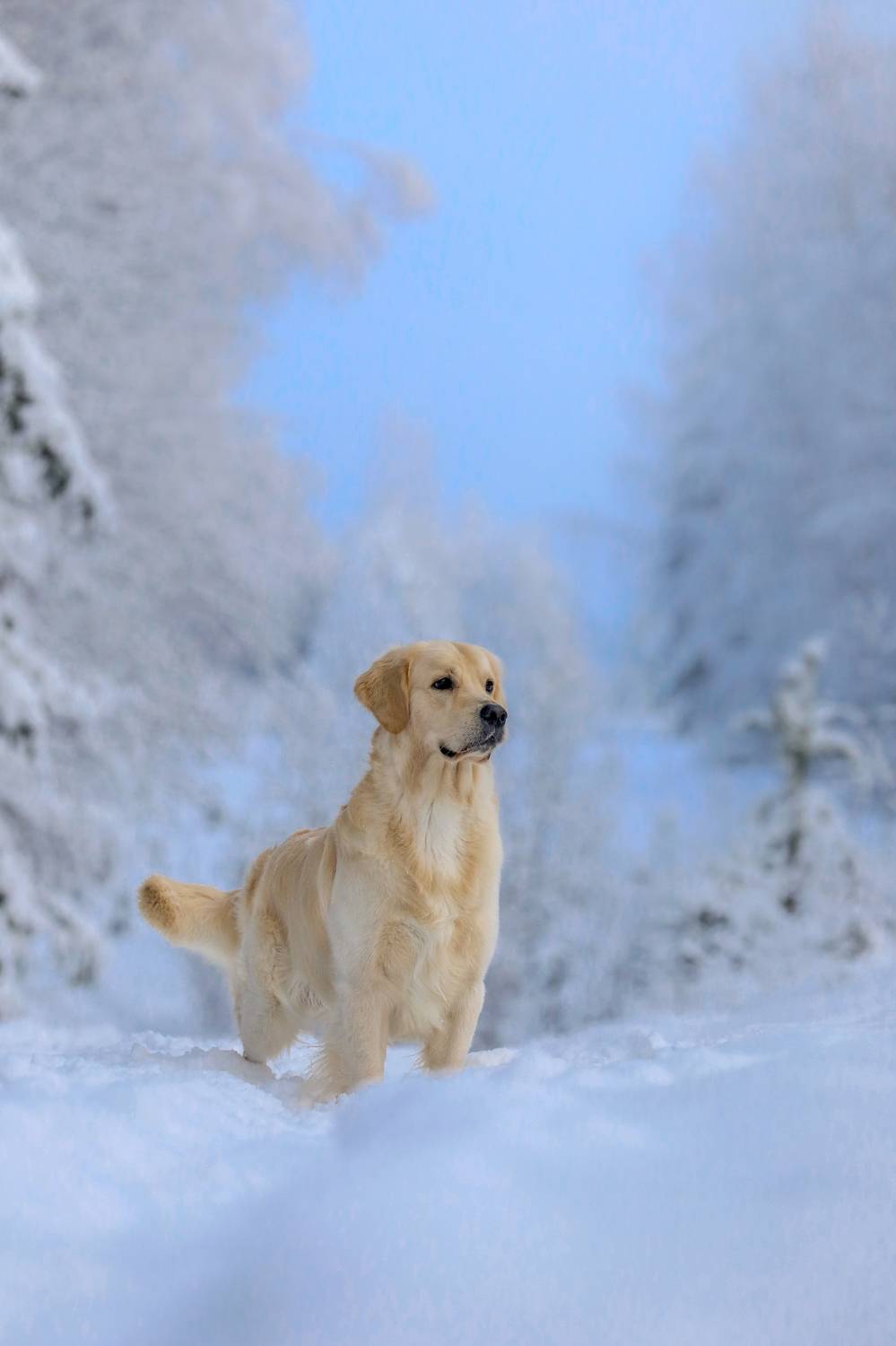 , Андрей Ершов